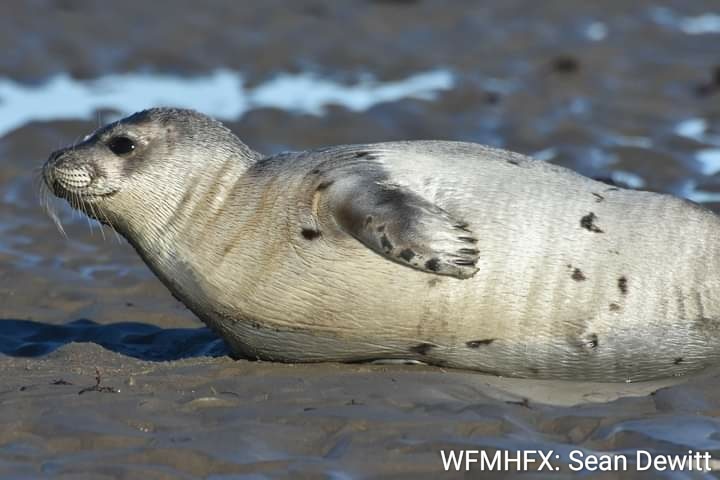 With 50-plus ringed seal sightings, Unalaskans start tracking the