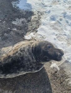 Officers got a seal of approval from this pup Monday morning