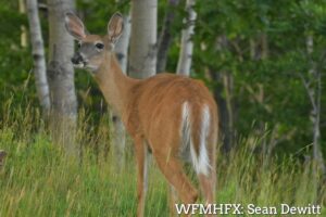 Funding for Wildlife Habitat Conservation Projects