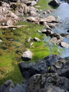 There has been a report of blue-green algae at Kearney Lake in Halifax County