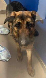 Found pets currently in the care of Halifax Animal Services