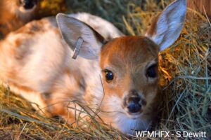 As we draw closer to spring, Hope for Wildlife has injured and orphaned wildlife on their minds!  Report an injured animal